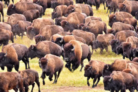 Les bisons des plaines