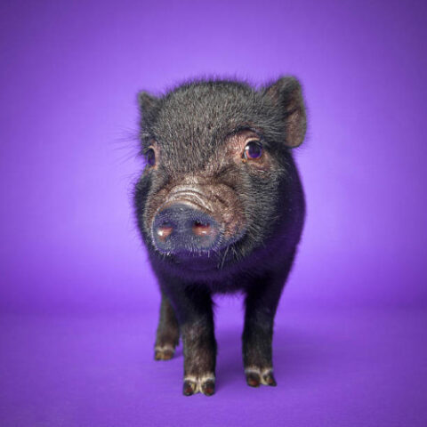 Jeu de cochons