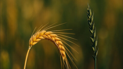 Autogamie gouvernementale