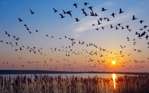 Les oiseaux migrateurs