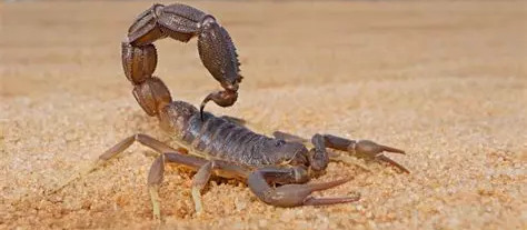 Euscorpius sulfur